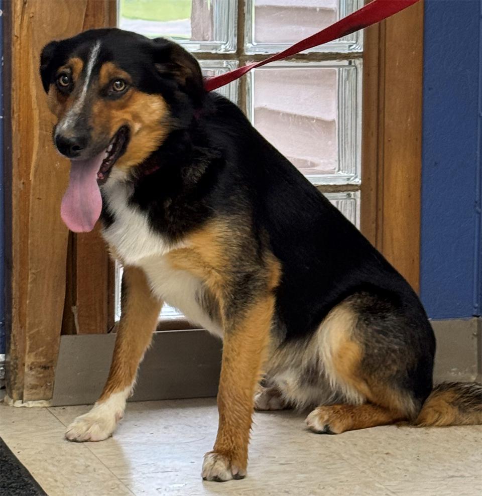 Hershey, a Adoptable Mixed Breed in Neillsville, WI image 2/4