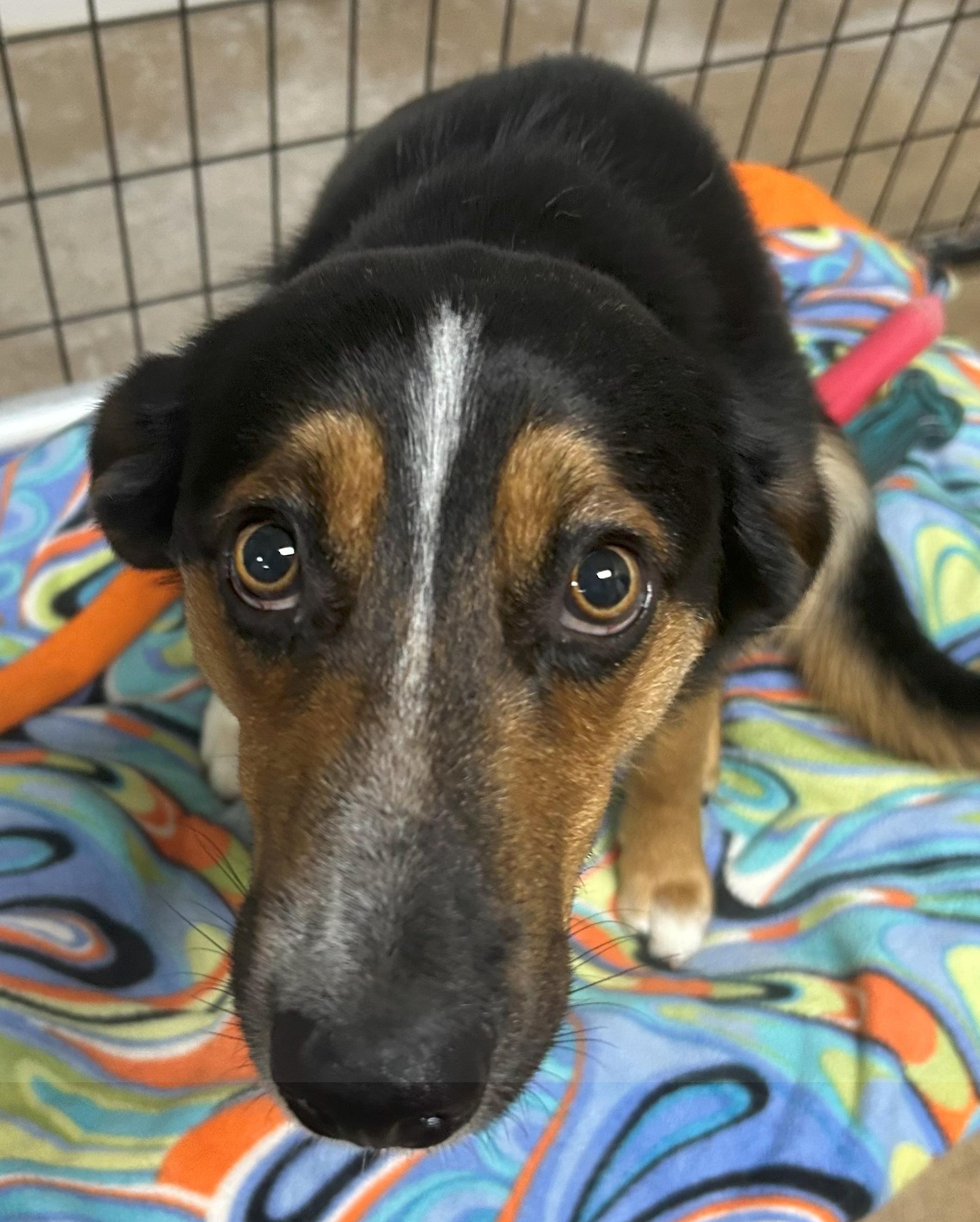 Hershey, a Adoptable Mixed Breed in Neillsville, WI image 4/4