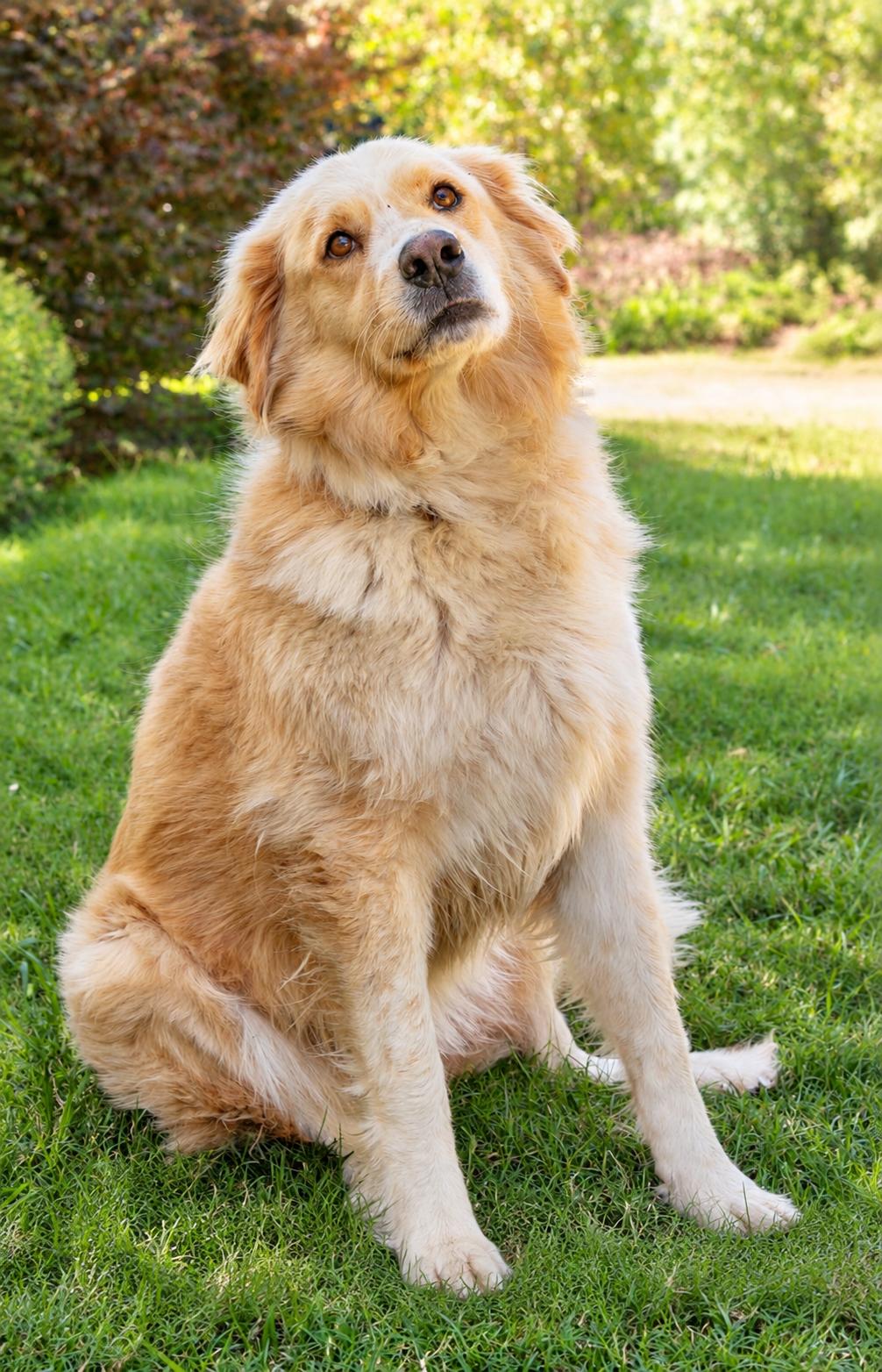 Enlarge Panda, a Adoptable mixed breed in New Canaan, CT image 1/4