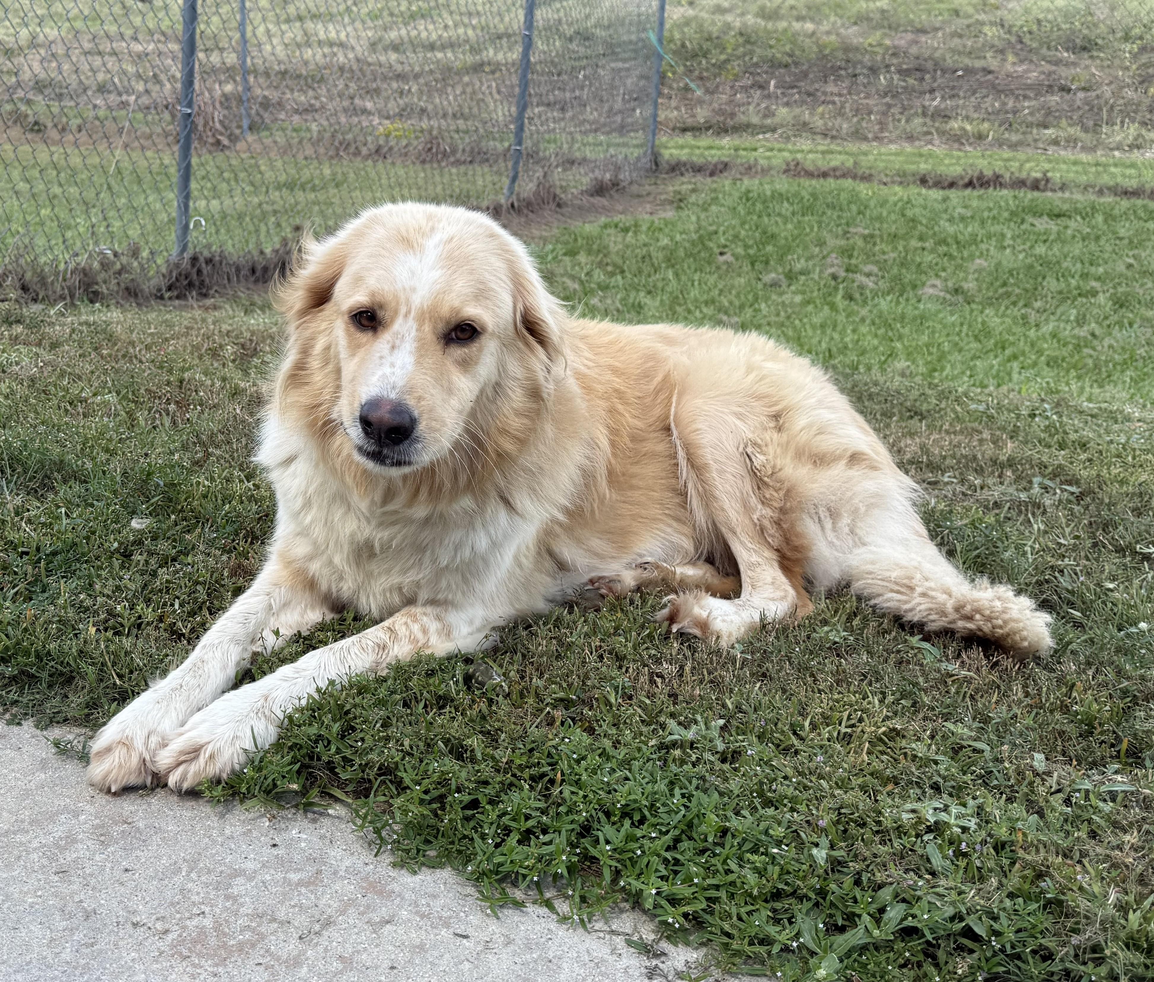 Enlarge Panda, a Adoptable mixed breed in New Canaan, CT image 3/4