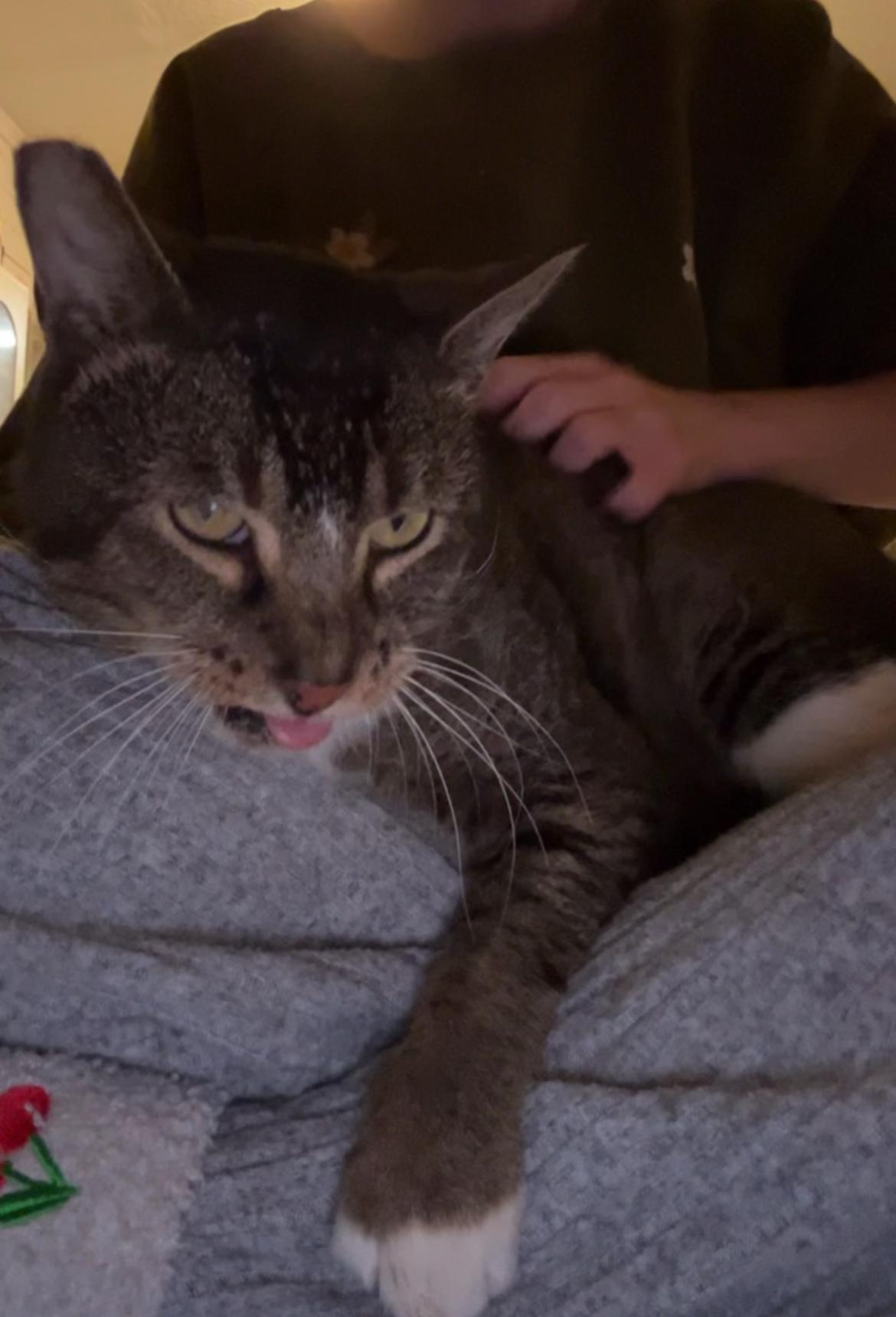 Enlarge Beelzebub, a Adoptable Domestic Short Hair in Tampa, FL image 6/6