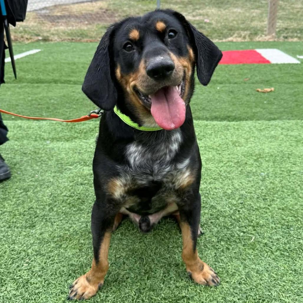 Patrick, Adoptable, Adult Male Hound.