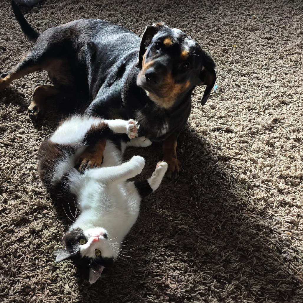 Enlarge Patrick, a Adoptable Hound in Batavia, OH image 2/2