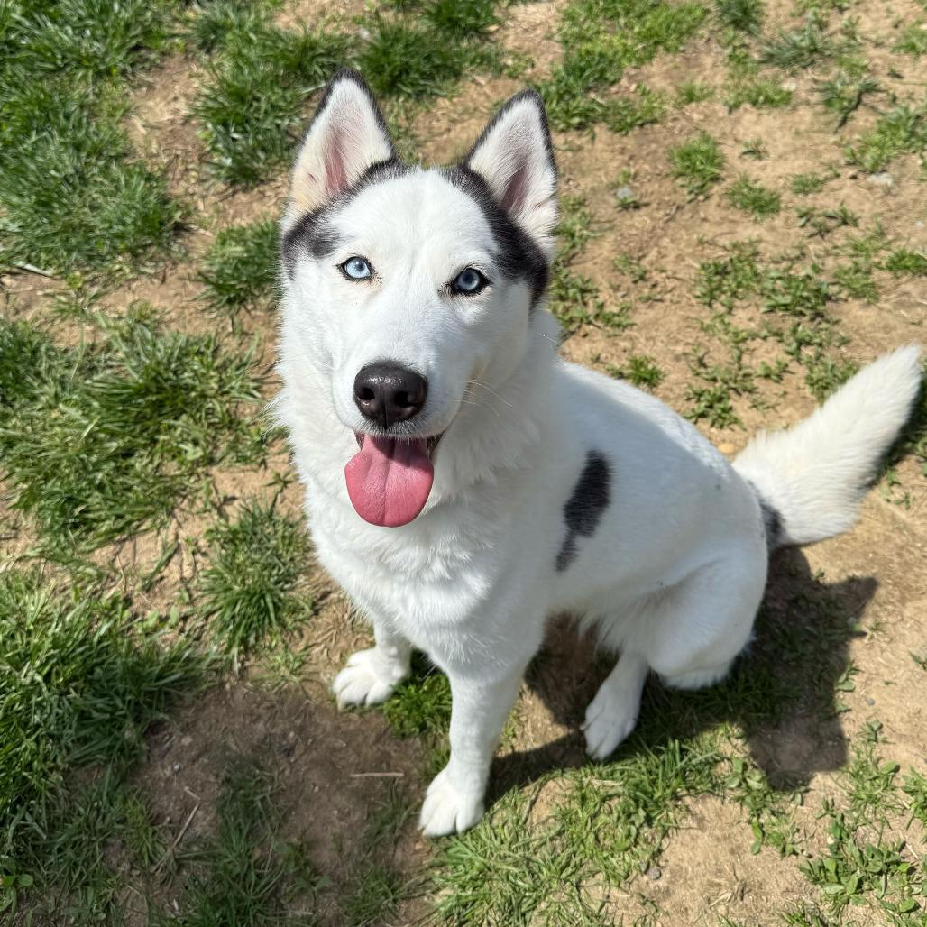 Enlarge Luna, a Adoptable Husky in Newark, DE image 1/6