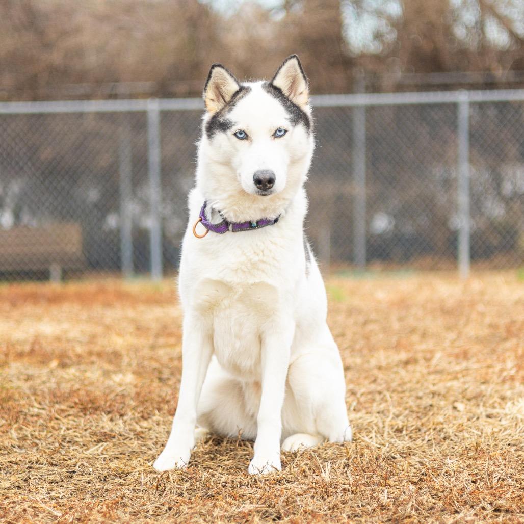 Enlarge Luna, a Adoptable Husky in Newark, DE image 2/6