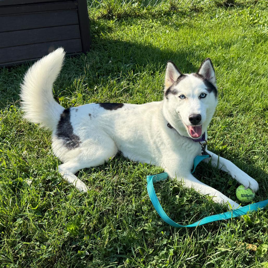 Enlarge Luna, a Adoptable Husky in Newark, DE image 2/6