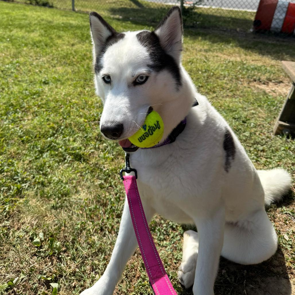 Enlarge Luna, a Adoptable Husky in Newark, DE image 3/6