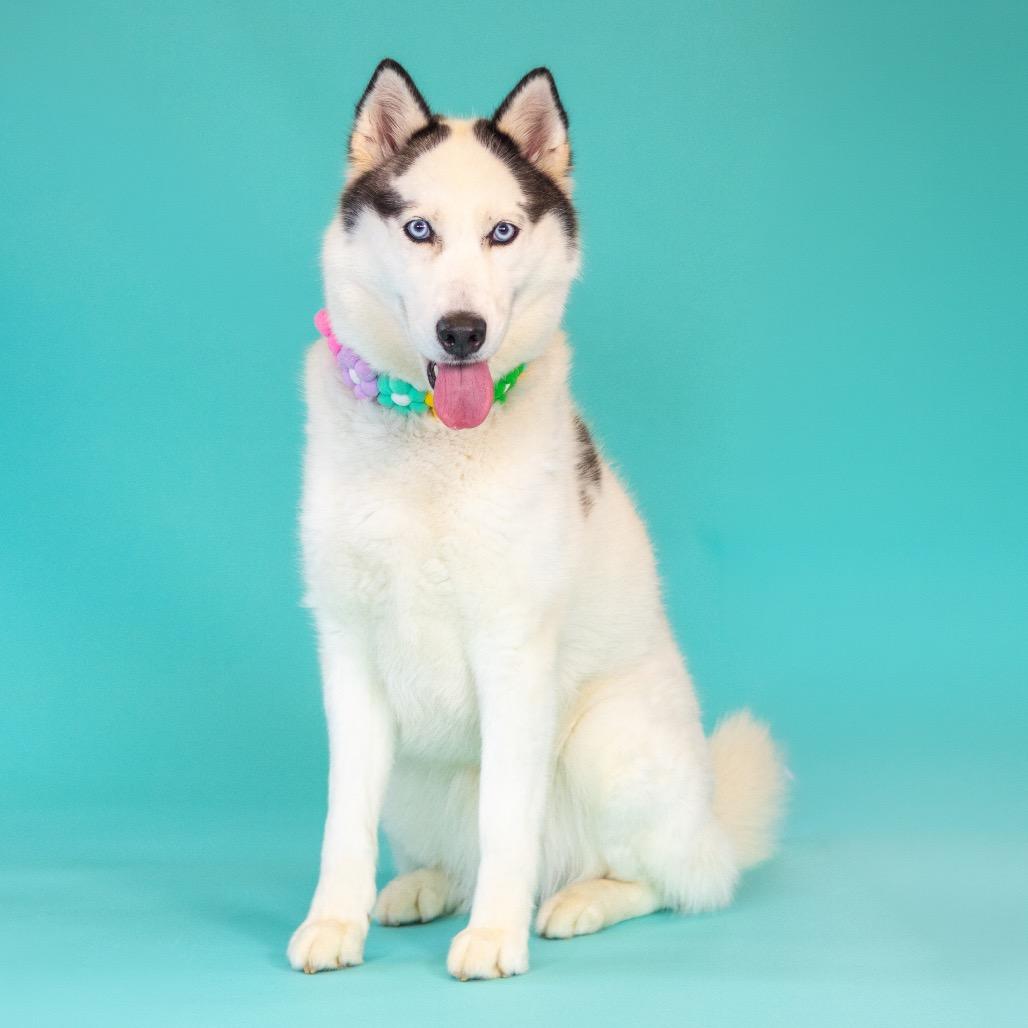 Enlarge Luna, a Adoptable Husky in Newark, DE image 4/6
