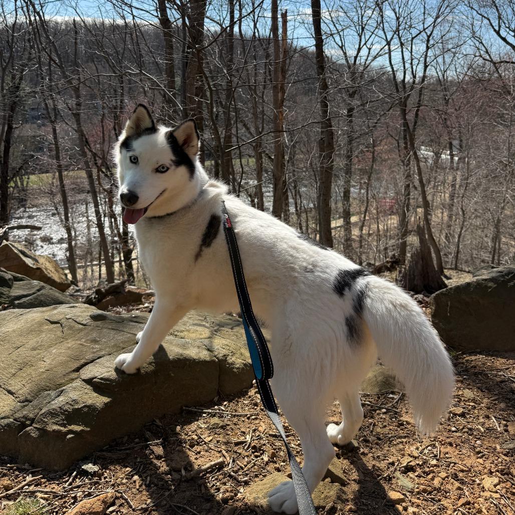 Enlarge Luna, a Adoptable Husky in Newark, DE image 5/6