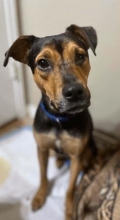 Cole, a Adoptable mixed breed in North Richland Hills, TX image 1/6
