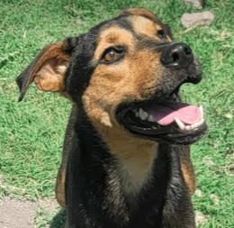 Cole, a Adoptable mixed breed in North Richland Hills, TX image 2/6