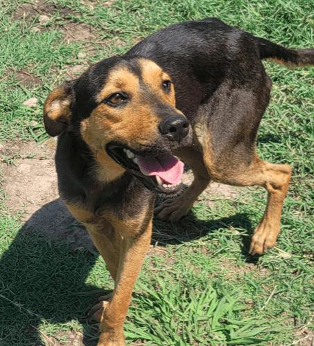 Cole, a Adoptable mixed breed in North Richland Hills, TX image 3/6