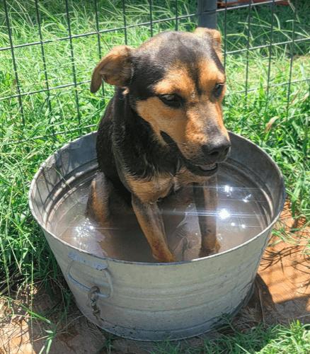 Cole, a Adoptable mixed breed in North Richland Hills, TX image 4/6