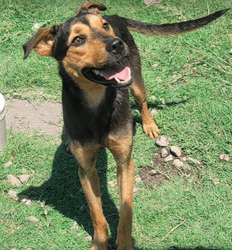 Cole, a Adoptable mixed breed in North Richland Hills, TX image 5/6