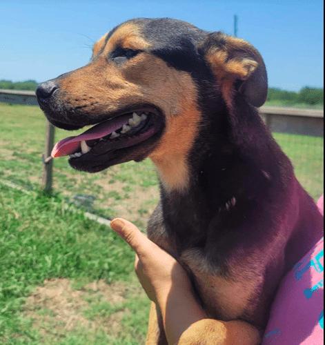 Cole, a Adoptable mixed breed in North Richland Hills, TX image 6/6