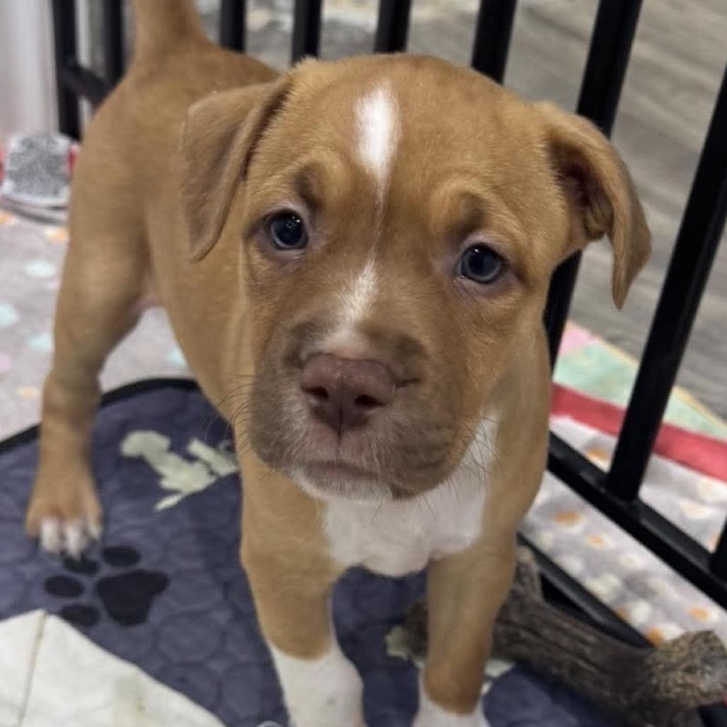 Cali, Adoptable, Puppy Female Terrier & Mixed Breed.