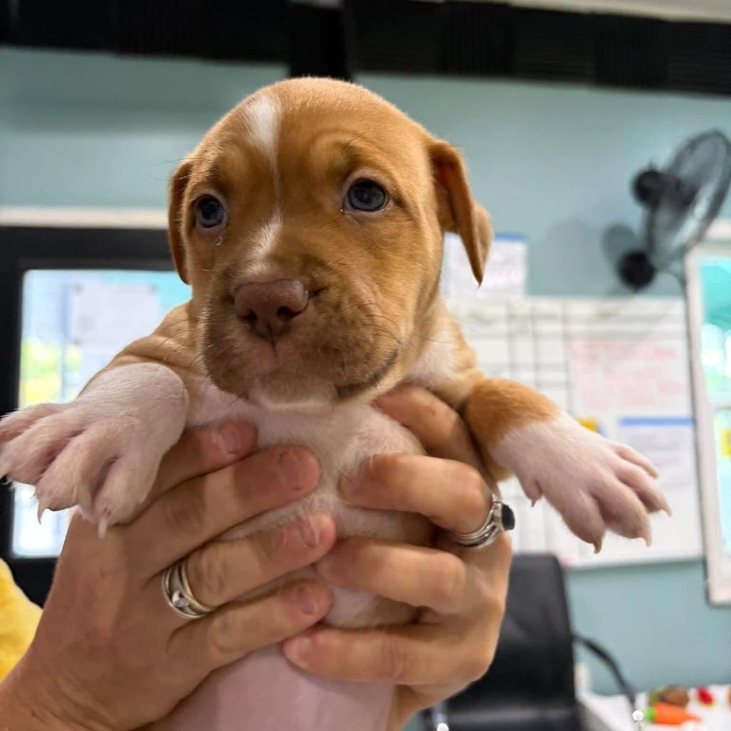 Enlarge Cali, a Adoptable mixed breed in Seminole, FL image 2/6