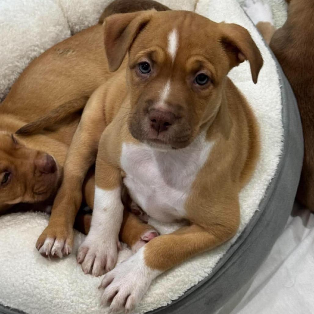 Enlarge Cali, a Adoptable mixed breed in Seminole, FL image 3/6