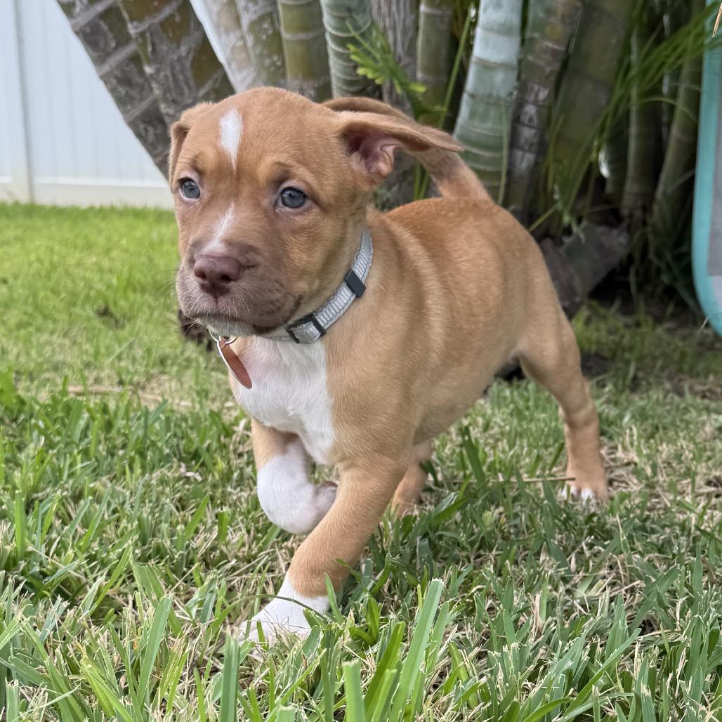 Enlarge Cali, a Adoptable mixed breed in Seminole, FL image 4/6