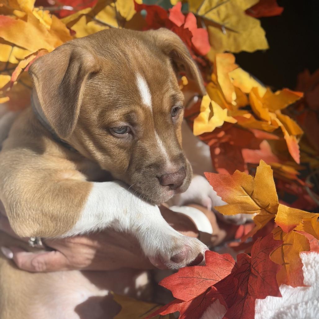 Enlarge Cali, a Adoptable mixed breed in Seminole, FL image 5/6
