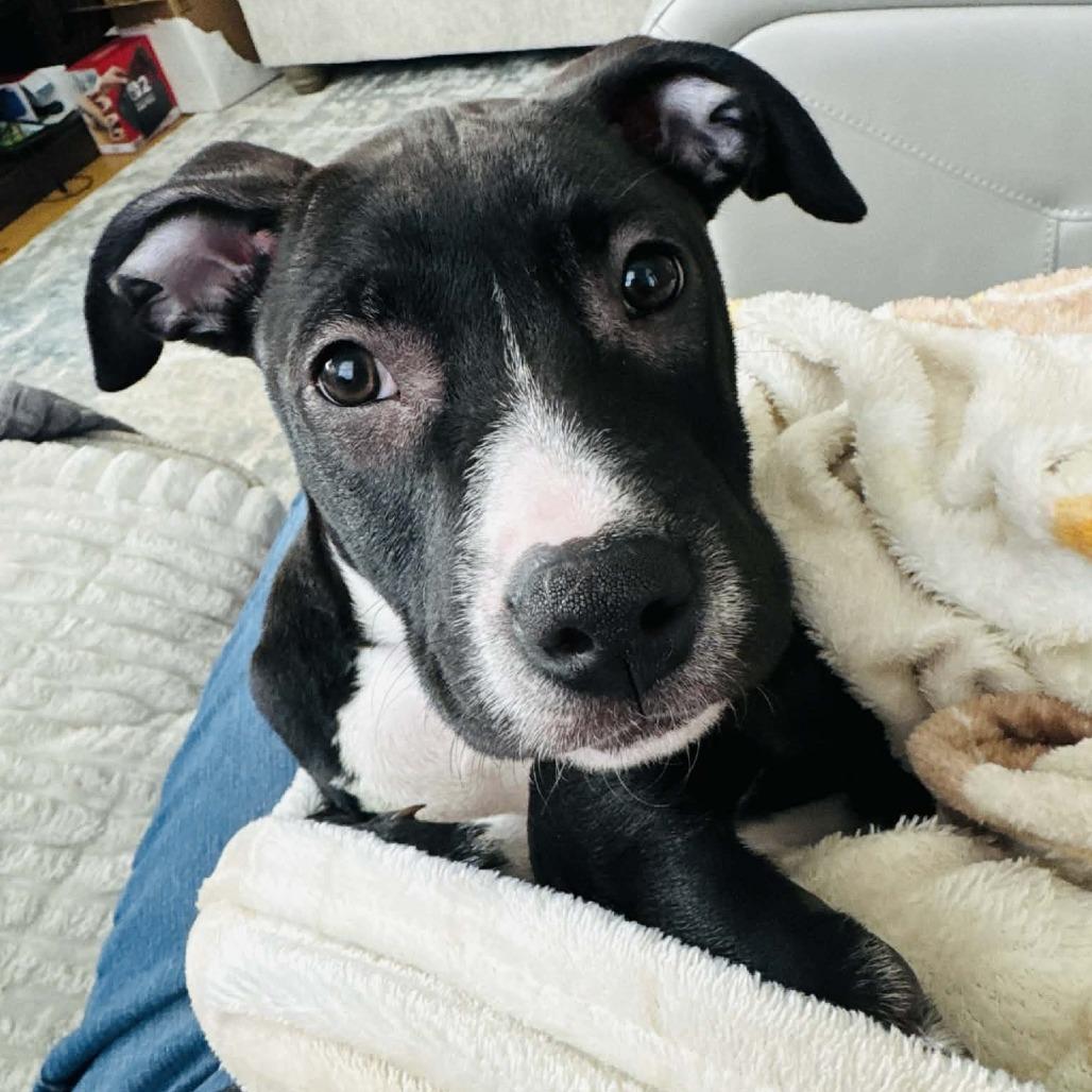 Enlarge Lara, a Adoptable mixed breed in Griswold, CT image 1/6