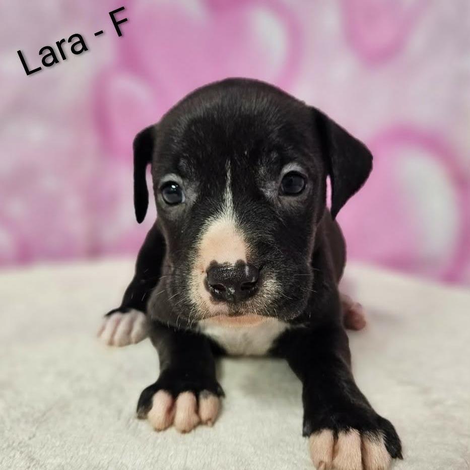 Enlarge Lara, a Adoptable mixed breed in Griswold, CT image 2/6