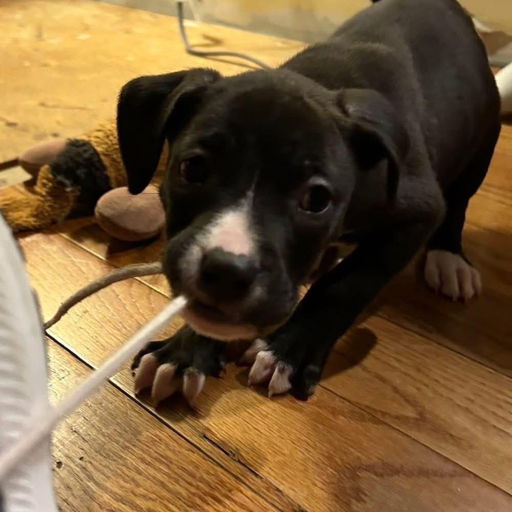 Enlarge Lara, a Adoptable mixed breed in Griswold, CT image 3/6