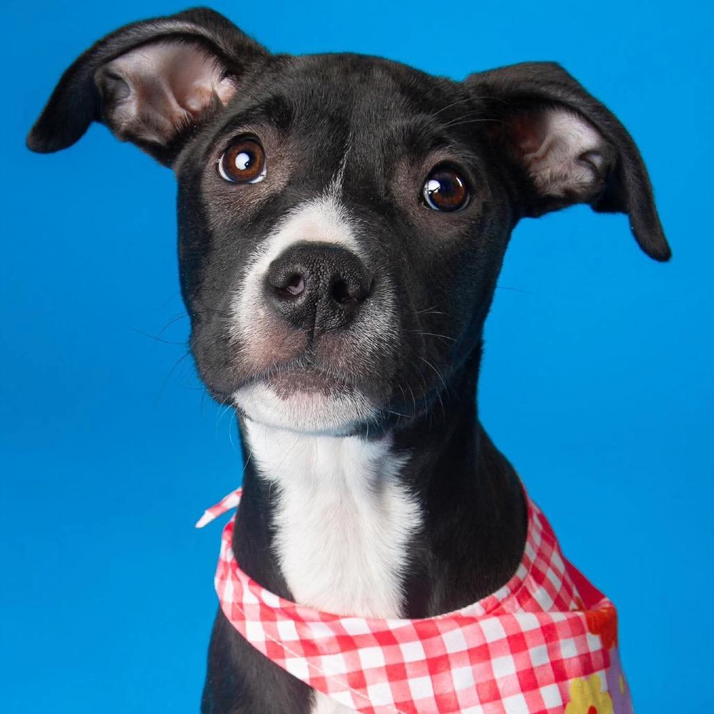 Enlarge Lara, a Adoptable mixed breed in Griswold, CT image 4/6