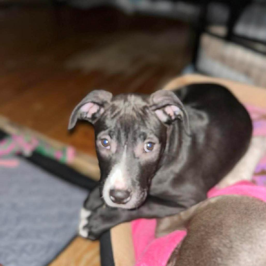 Enlarge Lara, a Adoptable mixed breed in Griswold, CT image 6/6