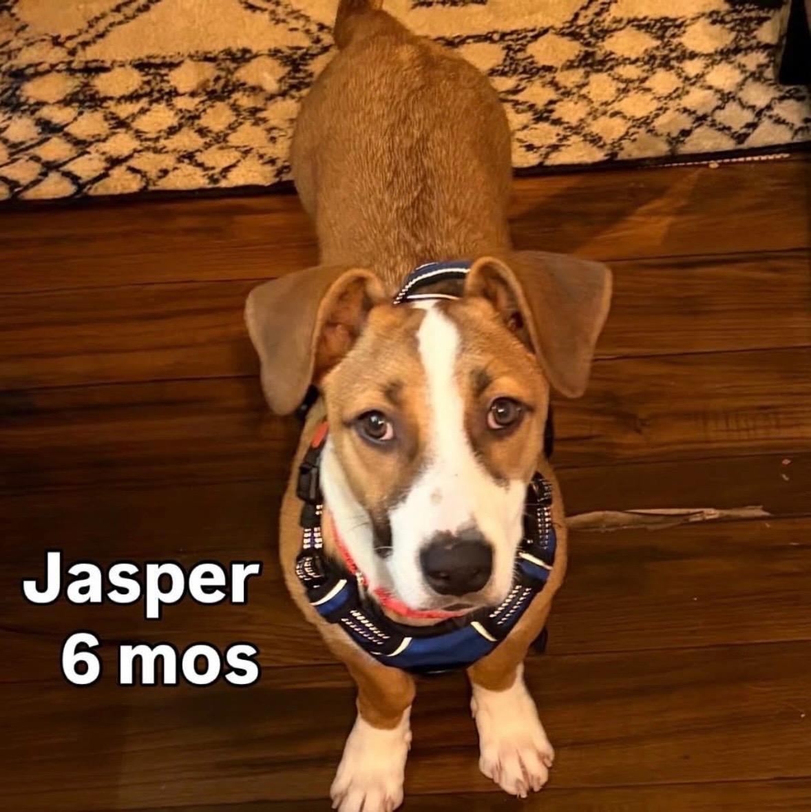 Jasper shy & sweet, a ADOPTABLE mixed breed in Toluca Lake, CA image 3/3