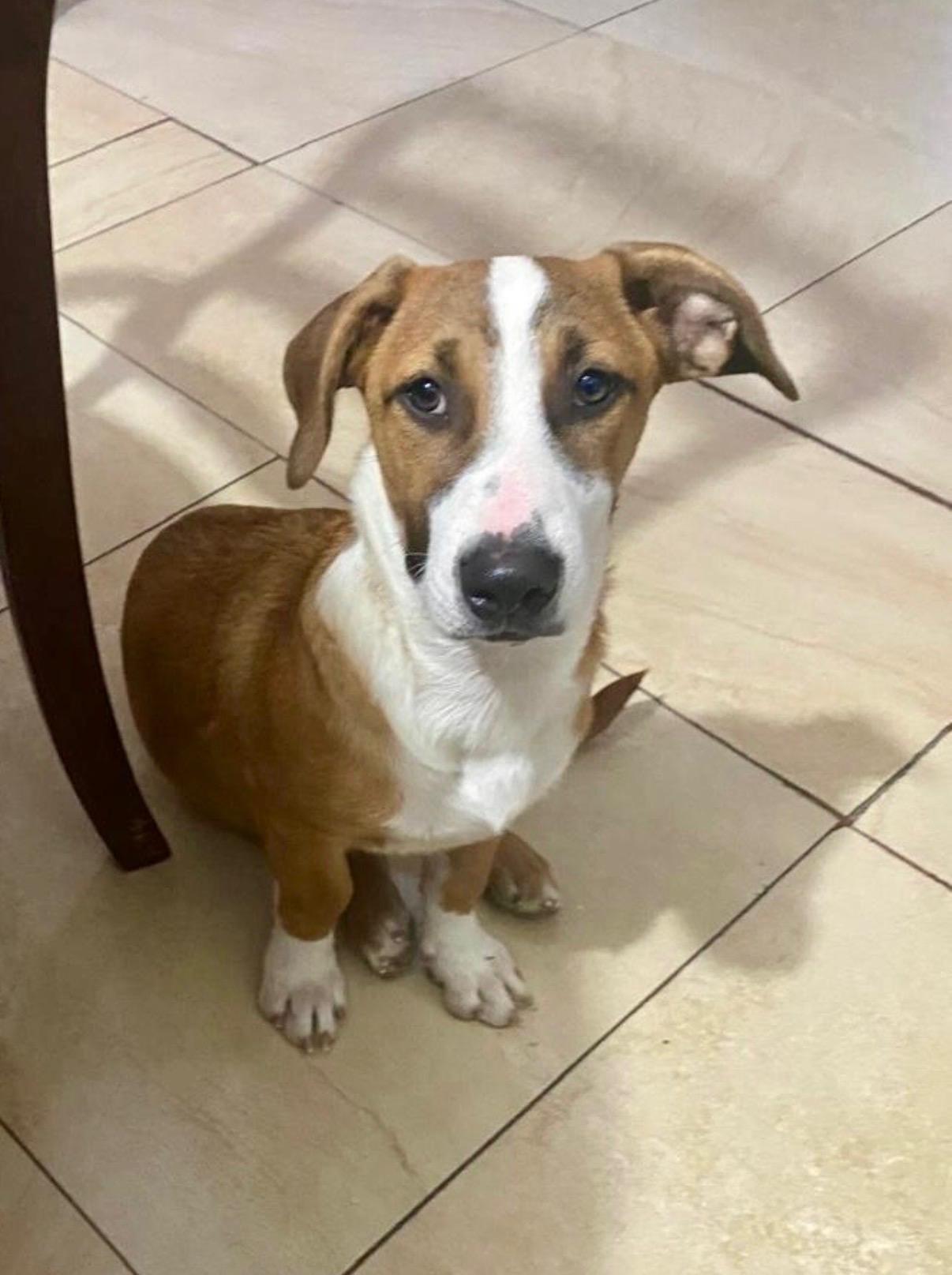 Jasper shy & sweet, a ADOPTABLE mixed breed in Toluca Lake, CA image 2/3