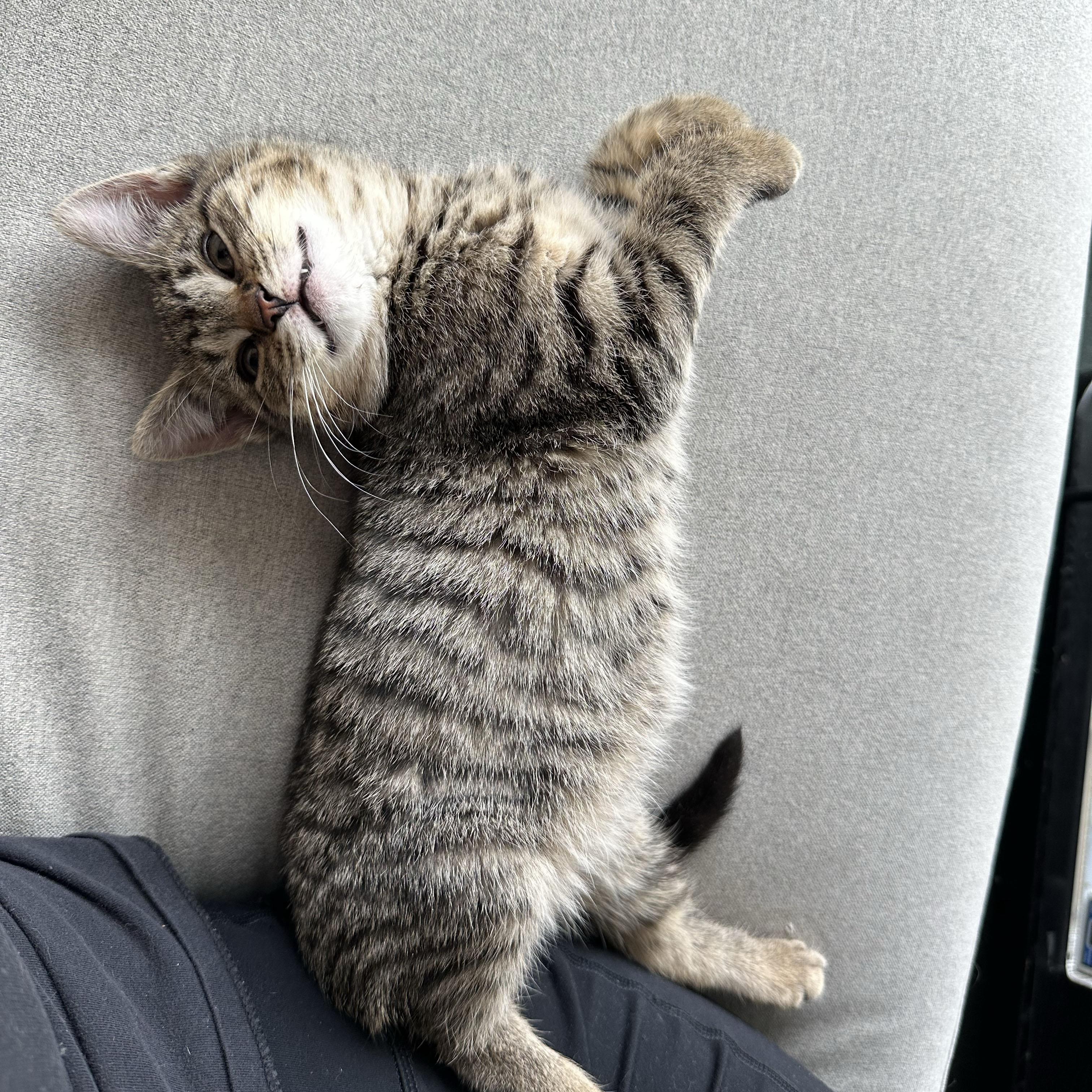 Enlarge Awe, a ADOPTABLE Domestic Short Hair in BROOKLYN, NY image 6/6