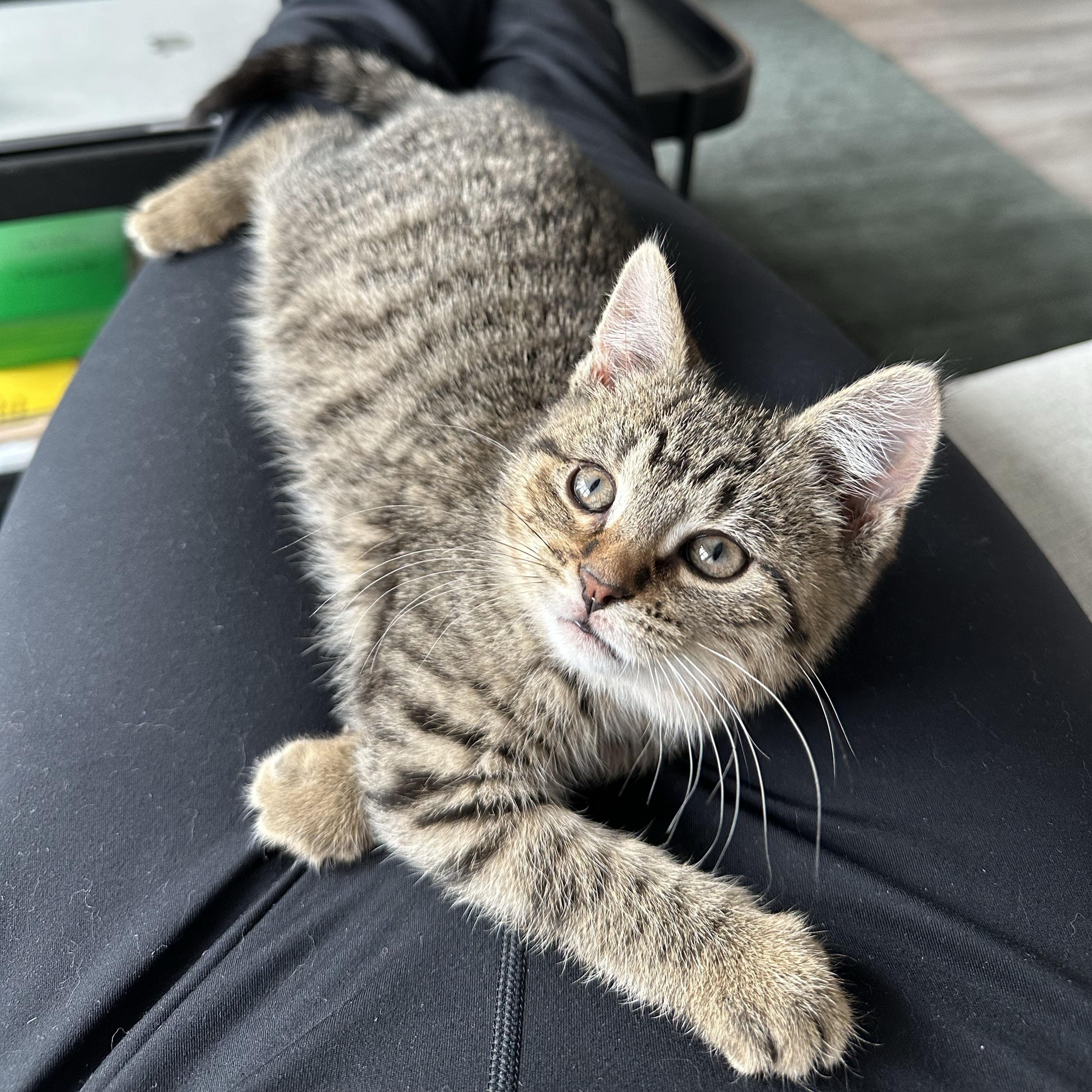 Awe, ADOPTABLE, Kitten Female Domestic Short Hair.