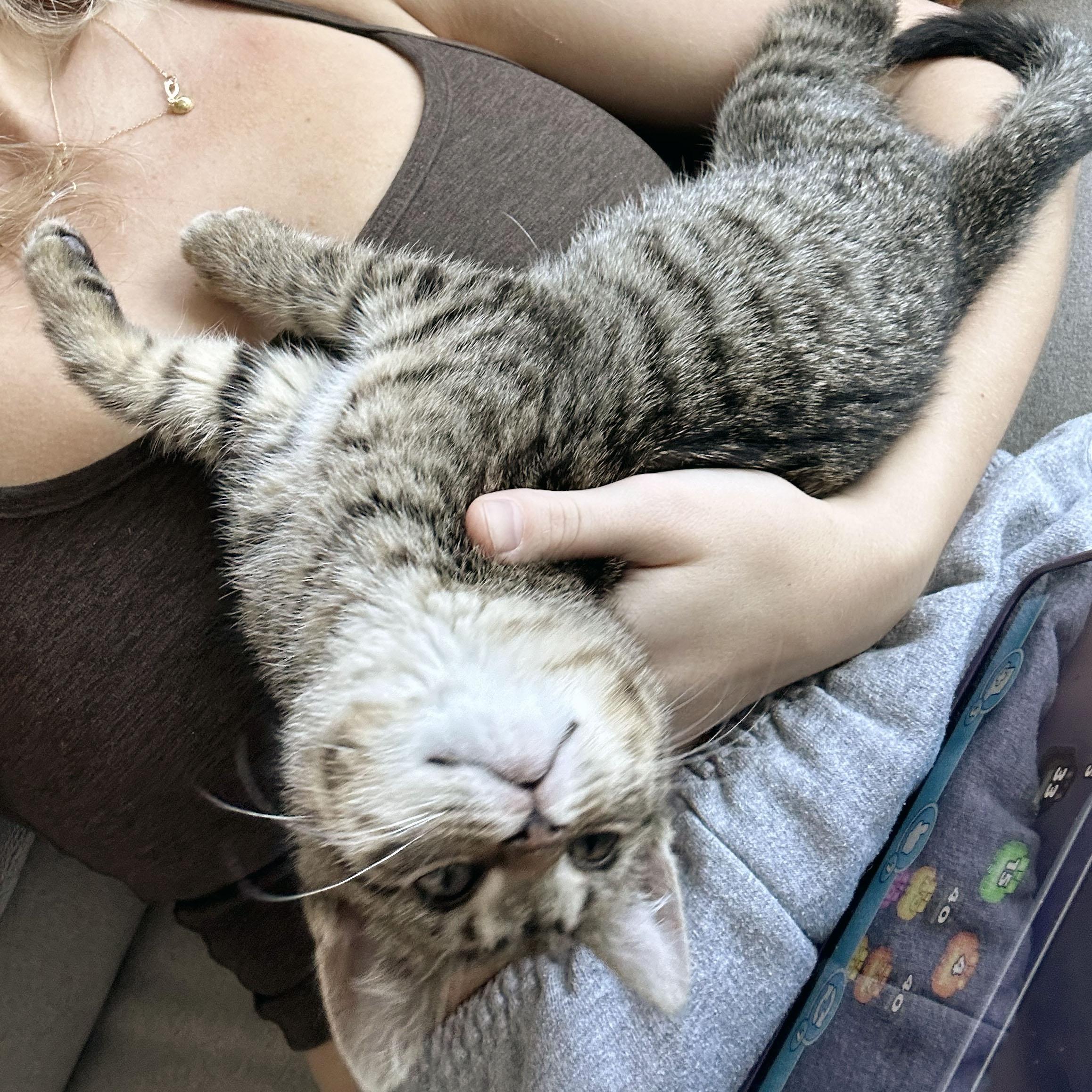 Enlarge Awe, a ADOPTABLE Domestic Short Hair in BROOKLYN, NY image 4/6