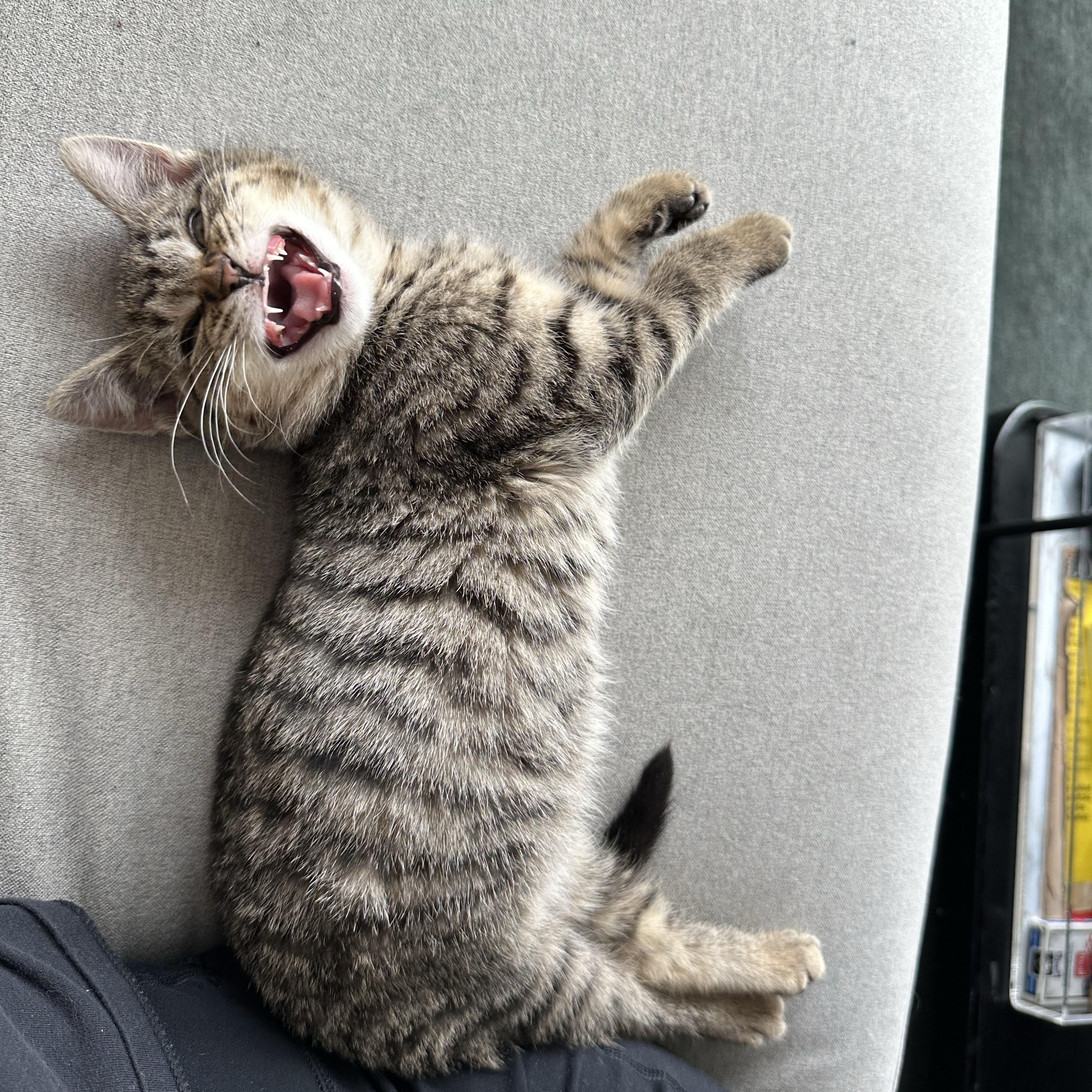 Enlarge Awe, a ADOPTABLE Domestic Short Hair in BROOKLYN, NY image 2/6