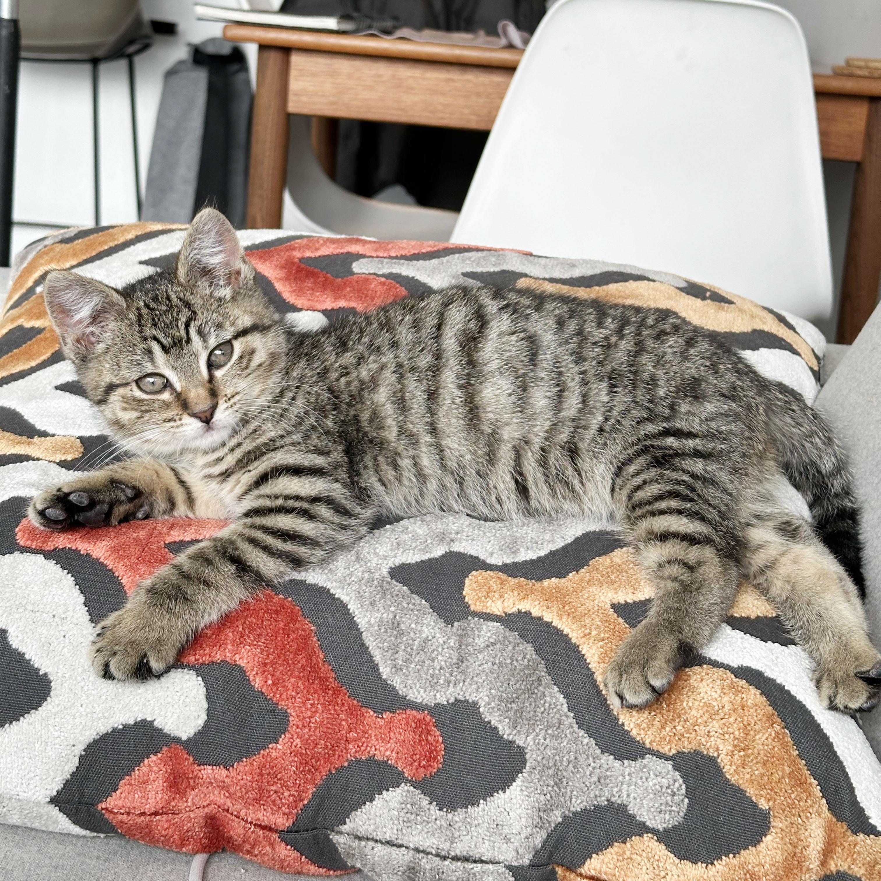 Enlarge Awe, a ADOPTABLE Domestic Short Hair in BROOKLYN, NY image 5/6