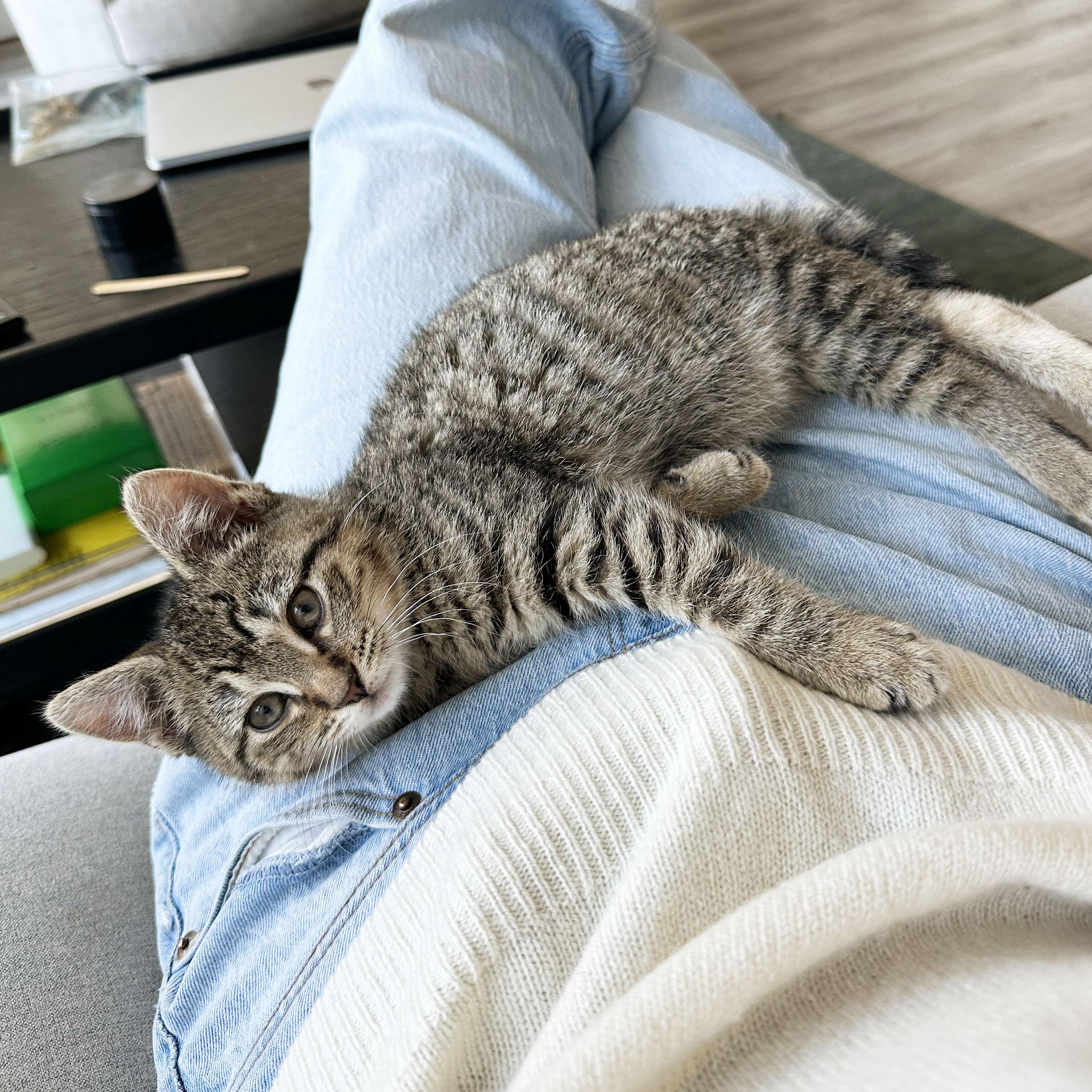 Enlarge Awe, a ADOPTABLE Domestic Short Hair in BROOKLYN, NY image 3/6