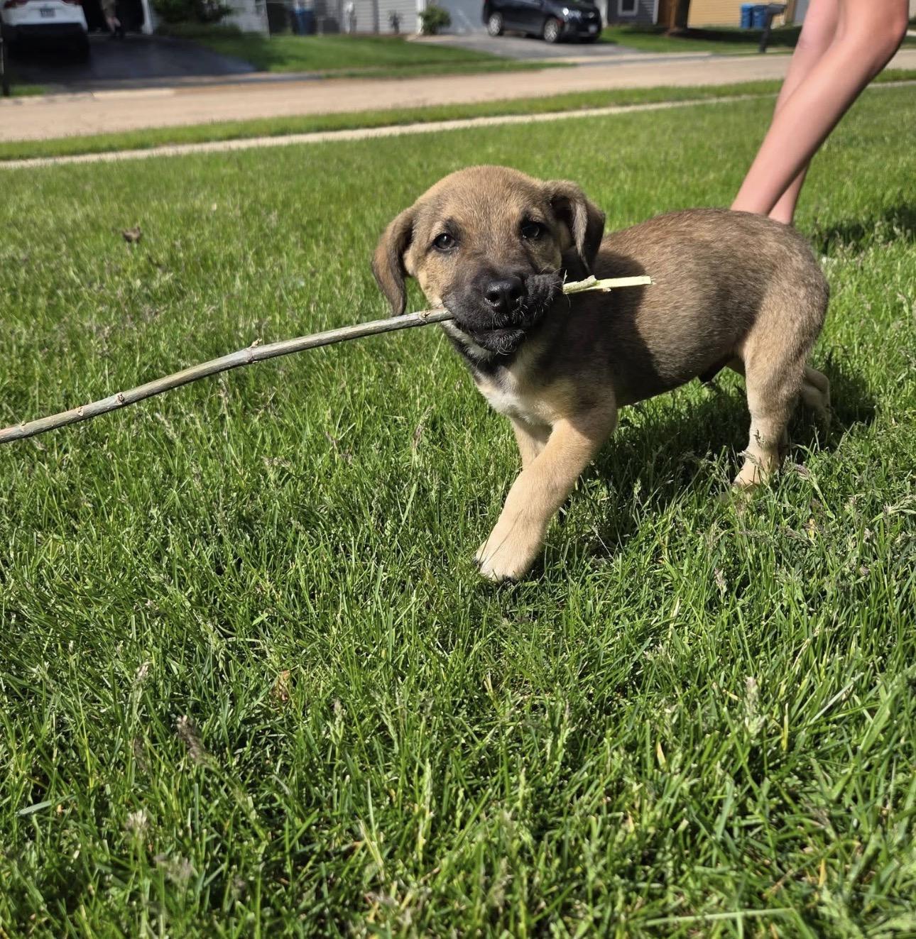 Peter, an adopted mixed breed in Lemont, IL image 5/6