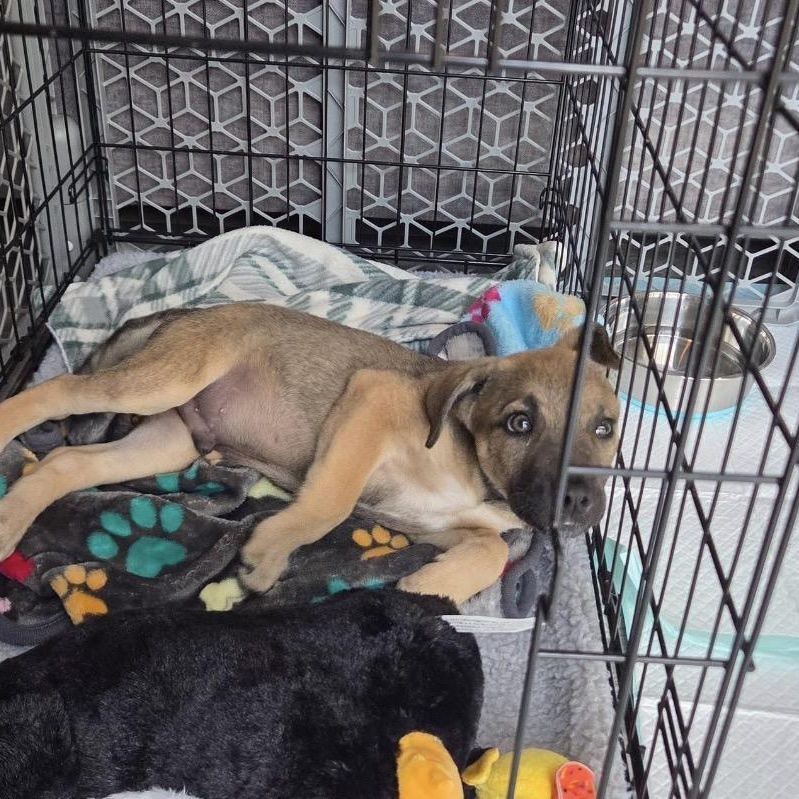 Peter, an adopted mixed breed in Lemont, IL image 4/6