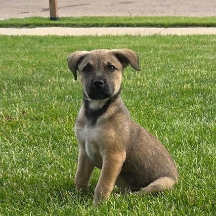 Peter, an adopted mixed breed in Lemont, IL image 2/6