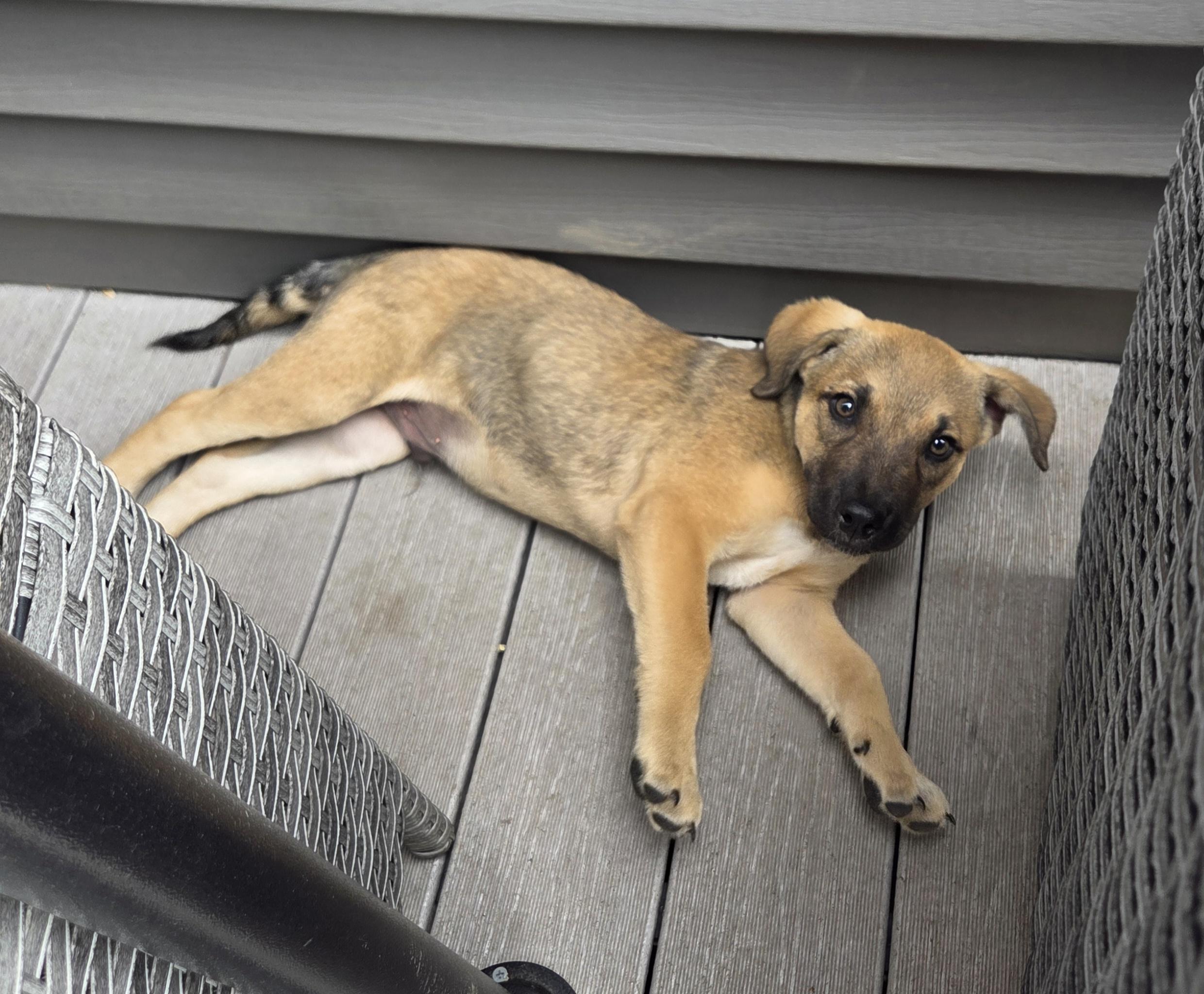 Peter, an adopted mixed breed in Lemont, IL image 3/6
