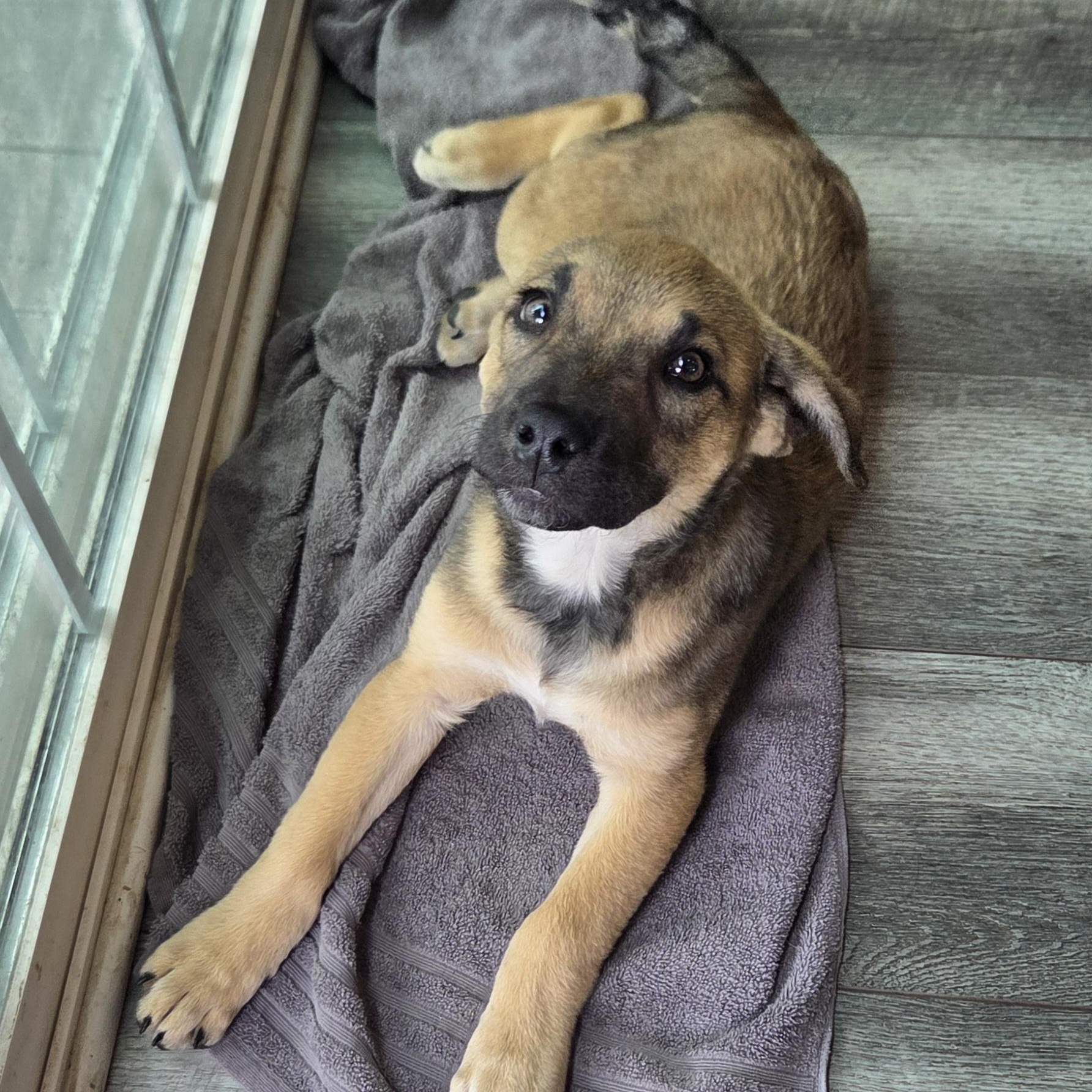 Peter, an adopted mixed breed in Lemont, IL image 1/6