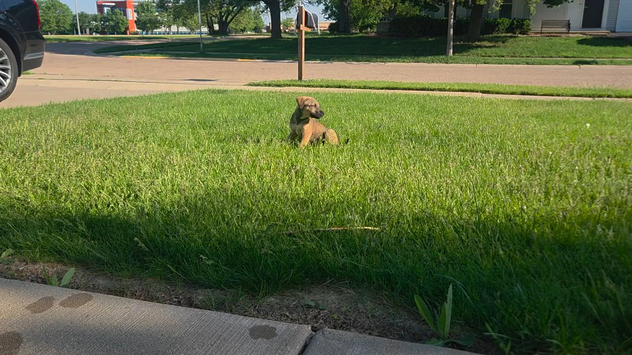 Enlarge Peter, an adopted mixed breed in Lemont, IL video 6/6