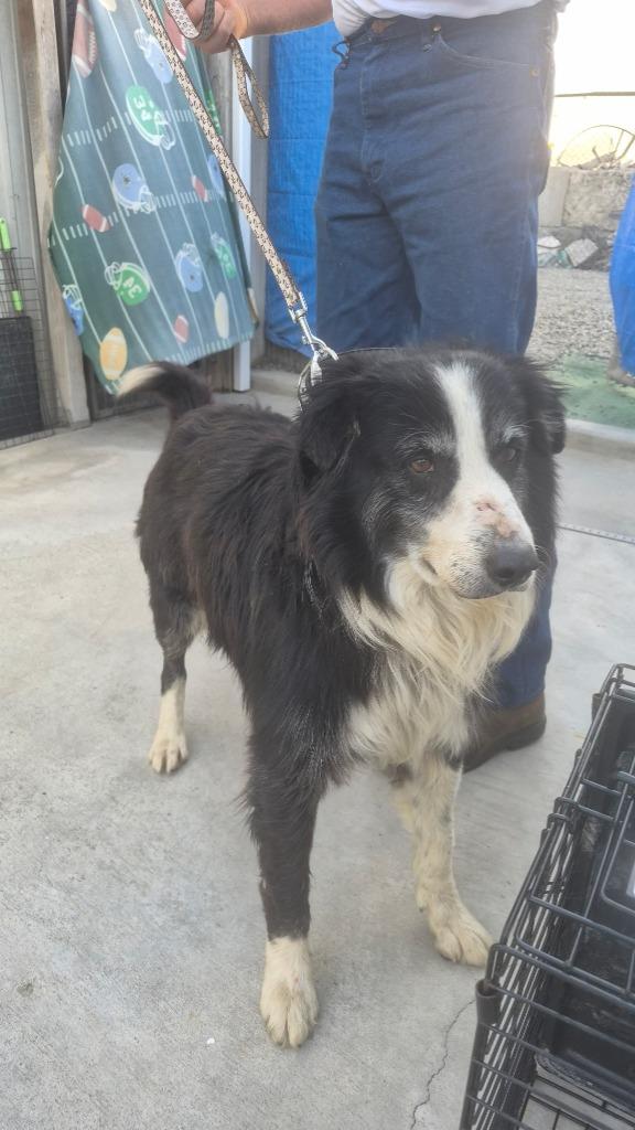 Enlarge Rex, a Adoptable Border Collie in Newman, CA image 1/1