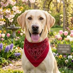 Enlarge Brady - Foster Needed!, a hold Yellow Labrador Retriever in Willington, CT image 1/6