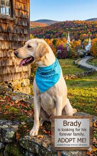 Enlarge Brady - Foster Needed!, a hold Yellow Labrador Retriever in Willington, CT image 3/6