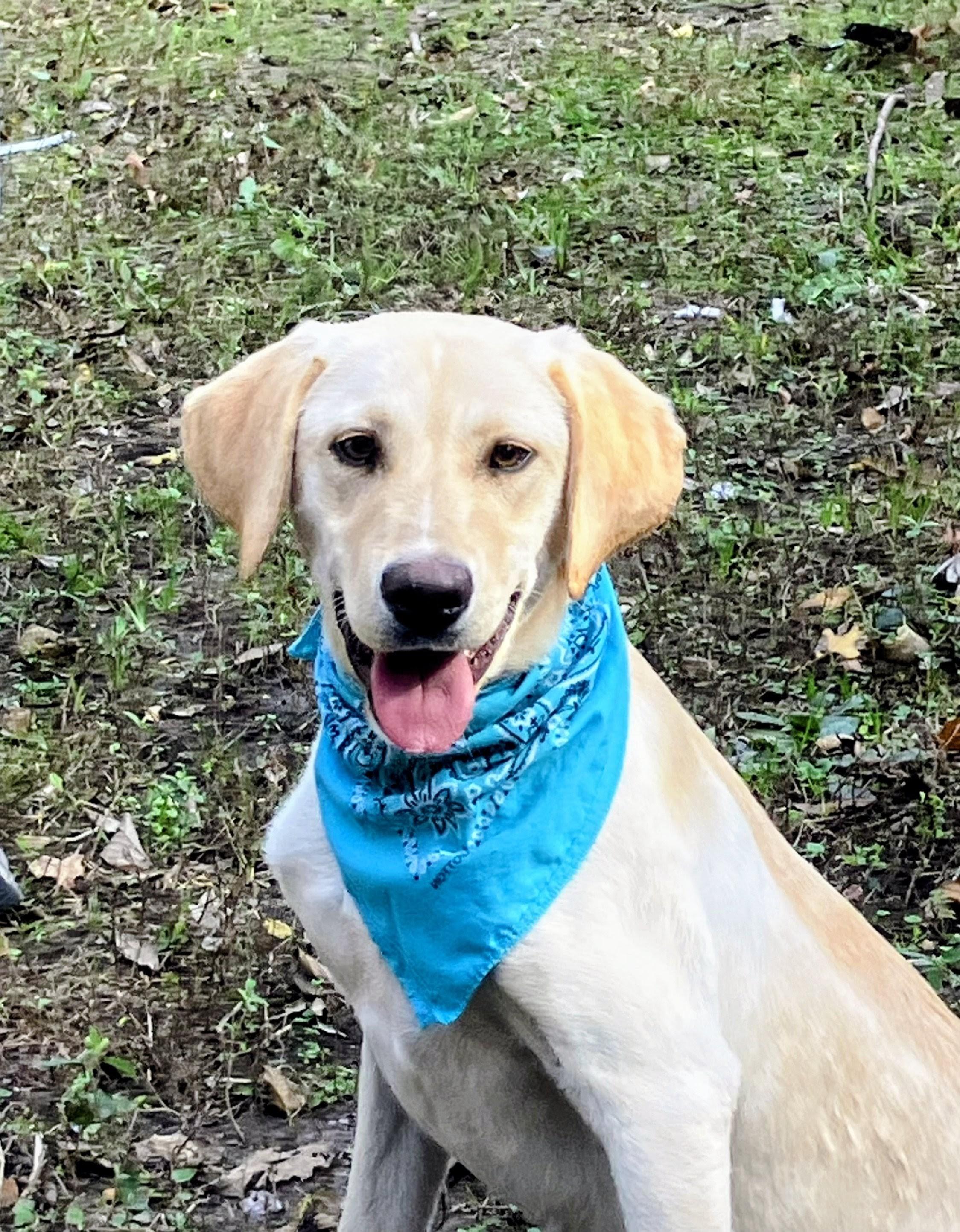 Enlarge Bruce, an adoptable Yellow Labrador Retriever in Willington, CT image 4/6