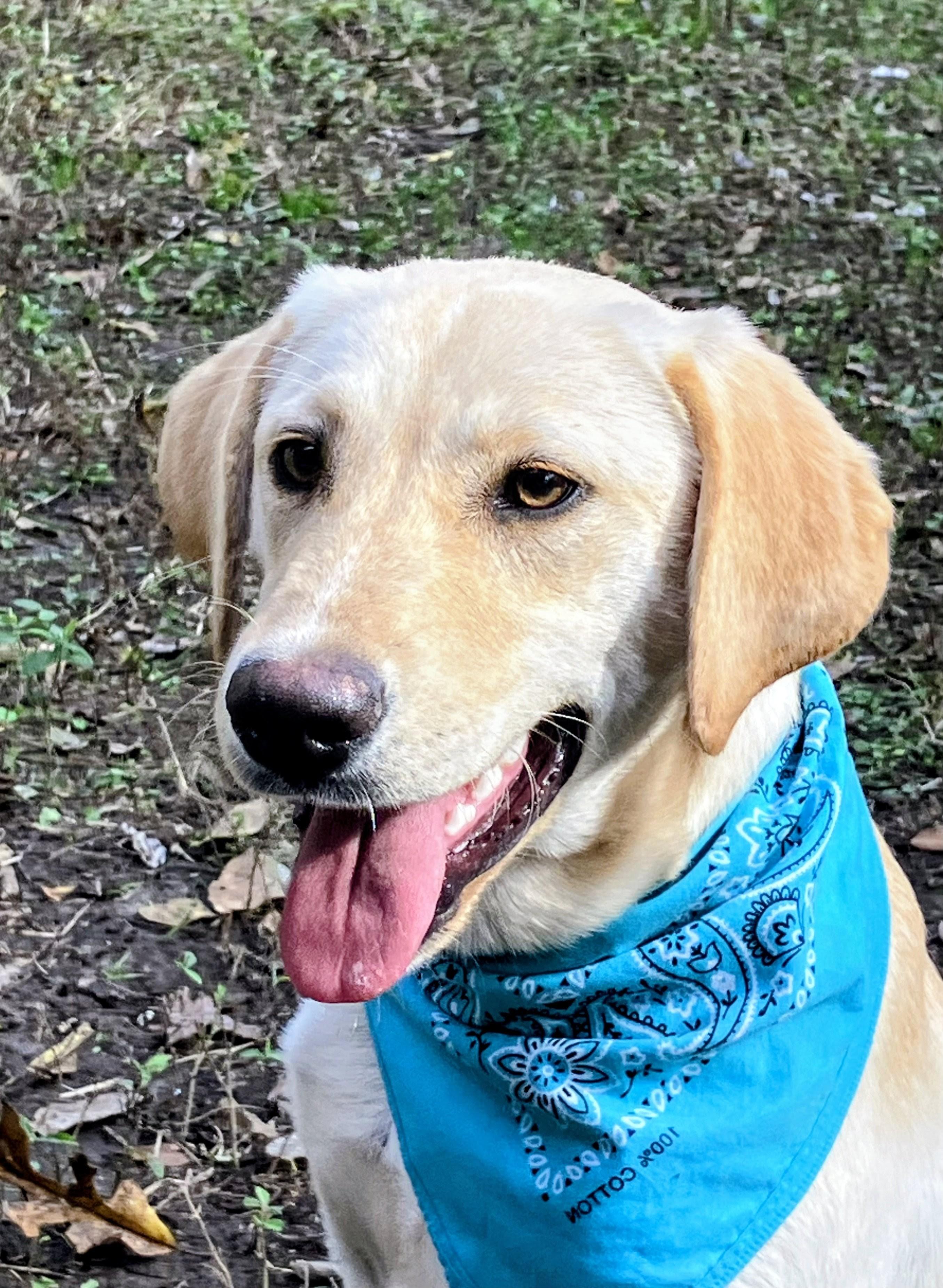 Enlarge Bruce, an adoptable Yellow Labrador Retriever in Willington, CT image 3/6