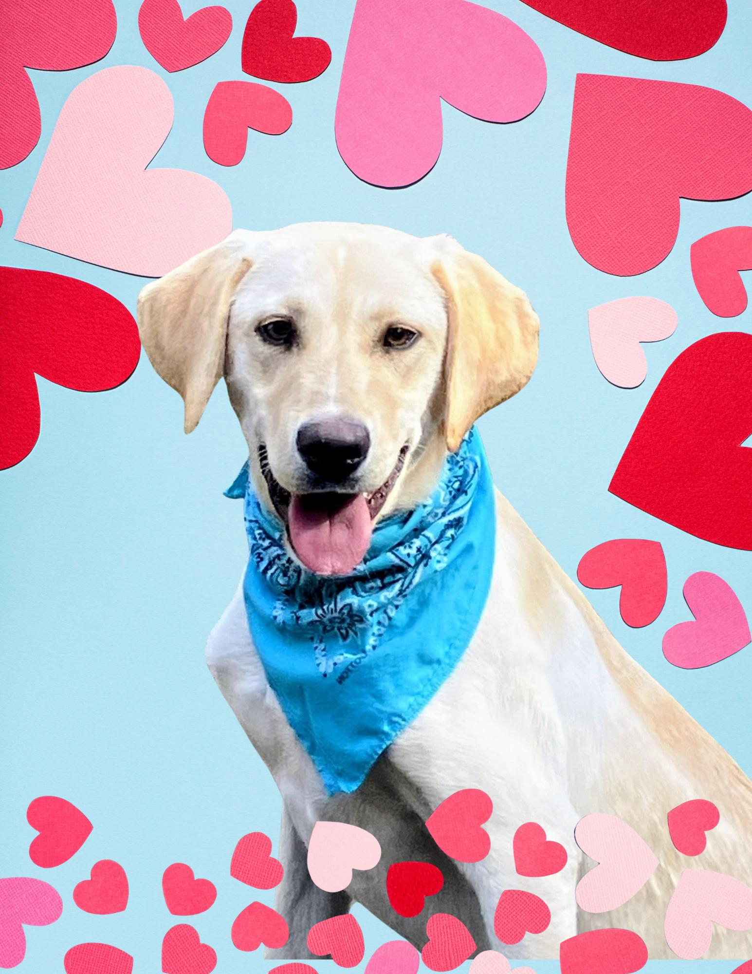 Enlarge Bruce, an adoptable Yellow Labrador Retriever in Willington, CT image 2/6