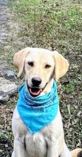 Enlarge Bruce, an adoptable Yellow Labrador Retriever in Willington, CT image 1/6